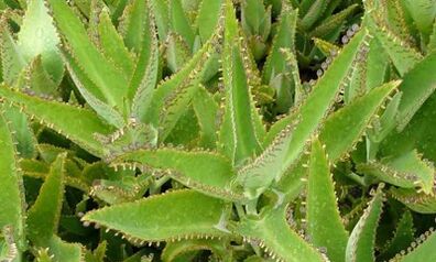 Kalanchoe tinktuur veenilaiendite raviks